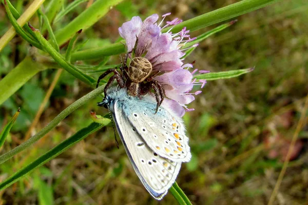Krabbenspinne (Xysticus.sp) – Gesehen am Deich im August – Ein Schmetterling ist gefangen