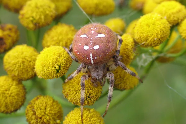 Vierfleck-Kreuzspinne (Araneus quadratus) – Gesehen am Deich im August auf Rainfarn