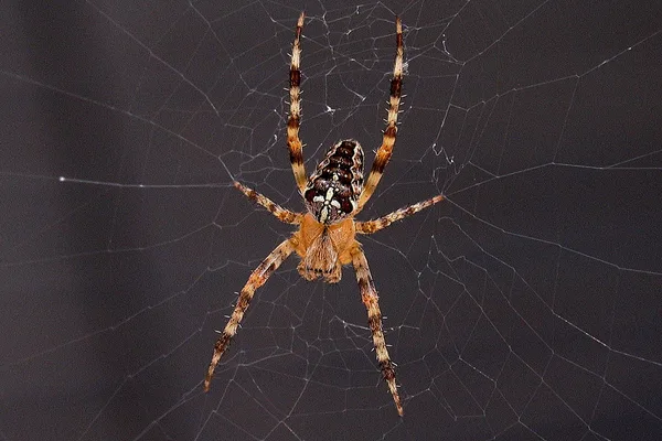 Gartenkreuzspinne (Araneus diadematus) – Gesehen am Ferienhaus im August