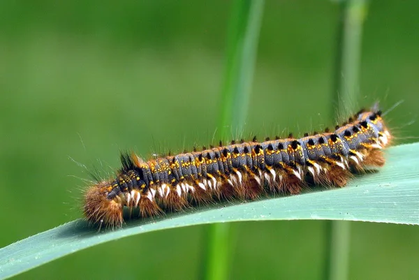 Raupe der Grasglucke