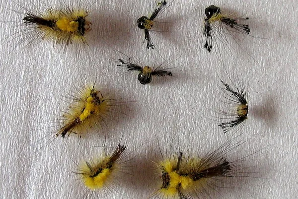 Häutungsreste einer Raupe des Schlehen-Bürstenspinners – typischerweise häutet sie sich 4-mal