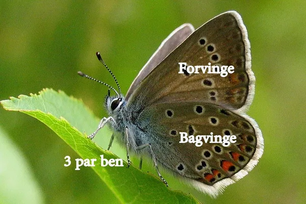 Vogelwicken-Bläuling (Weibchen)