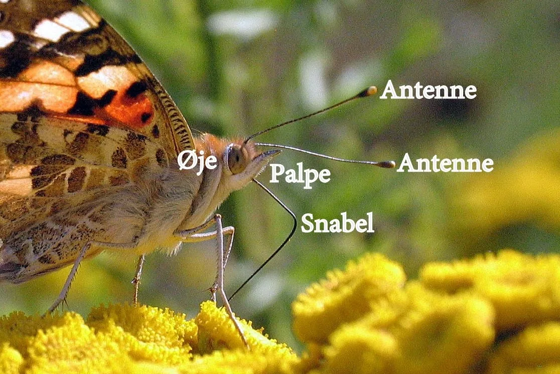 Distelfalter – saugt Nektar