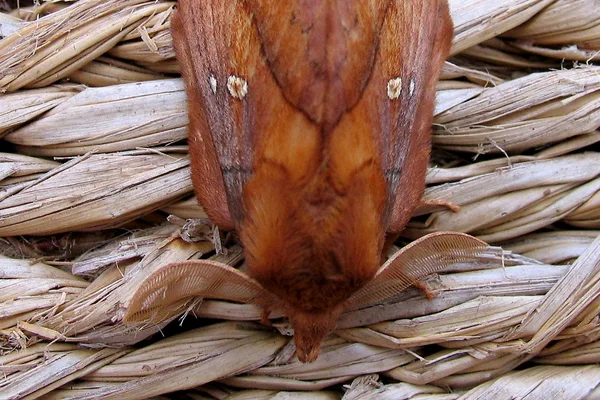 Grasglucke – Nachtfalter – Männchen mit besonders breiten Fühlern, um das Weibchen besser aufspüren zu können