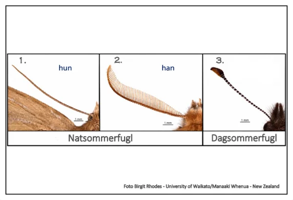 In der Regel haben Tagfalter (Bsp. 3) gerade, glatte und keulenförmige Fühler, und Nachtfalter haben spitze Fühler (Bsp. 1 und 2). Bei einigen Nachtfalterarten haben die Männchen behaarte, federartige Fühler (Bsp. 2), mit denen sie das Weibchen zur Paarung leichter aufspüren können.