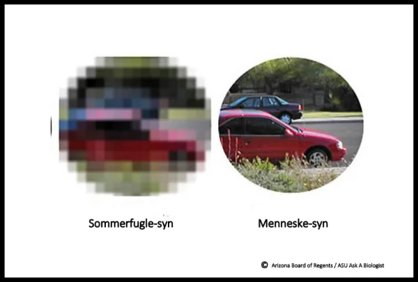 Anders als das menschliche Auge besteht das Auge des Schmetterlings aus vielen tausend Einzelaugen, die zusammen ein Mosaikbild der Umgebung von fast 360 Grad ergeben.
