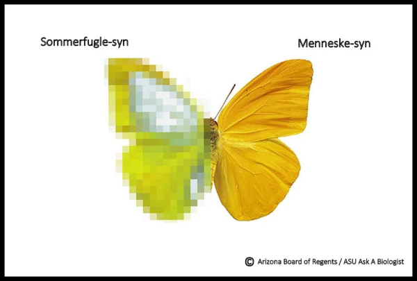 Der Schmetterling sendet ultraviolettes Licht aus, das andere Schmetterlinge sehen können. Das hilft, bei der Paarung den richtigen Partner zu wählen.