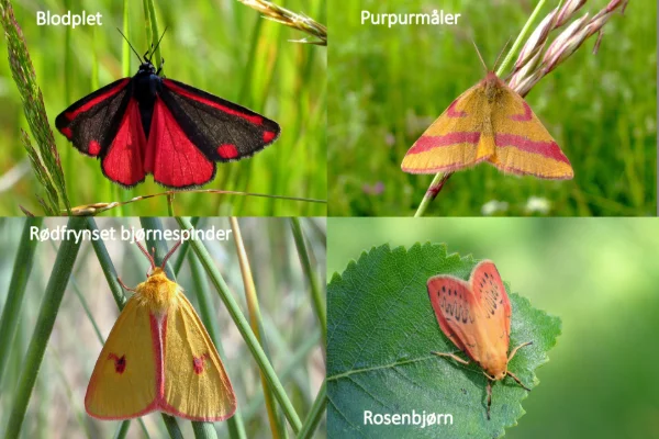 Nachtfalter nutzen den Sehsinn weniger, um mit Artgenossen zu kommunizieren, da sie logischerweise nachts fliegen. Die Farben ihrer Flügel sind deshalb oft dunkel – meist grau/bräunlich. Ausnahmen sind die tagaktiven Nachtfalter. Mehrere von ihnen sind so farbenfroh wie die Tagfalter, wie hier zu sehen.