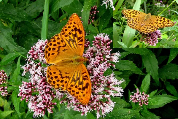 Viele Männchen haben Duftschuppen auf den Flügeln, die oft als schwarze Bereiche auf den Vorderflügeln zu sehen sind. Die Schuppen erzeugen Duftstoffe (Pheromone), um Weibchen anzulocken. Hier beim Kaisermantel in Form langer Striche.