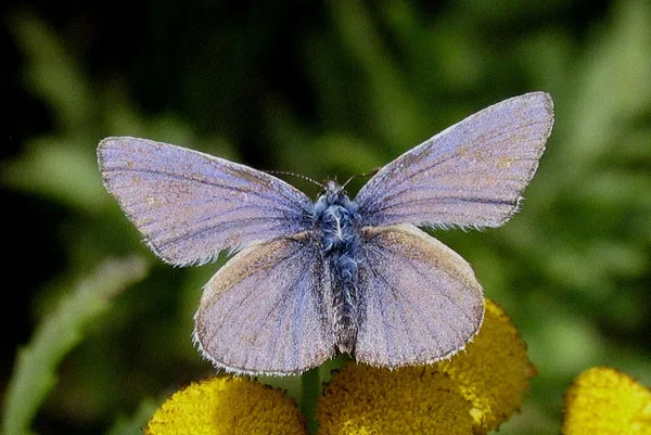 Abgeflogener Hauhechel-Bläuling (Männchen), gesehen am 1. Oktober und damit sehr spät in der Saison. Viele Schuppen sind abgerieben.