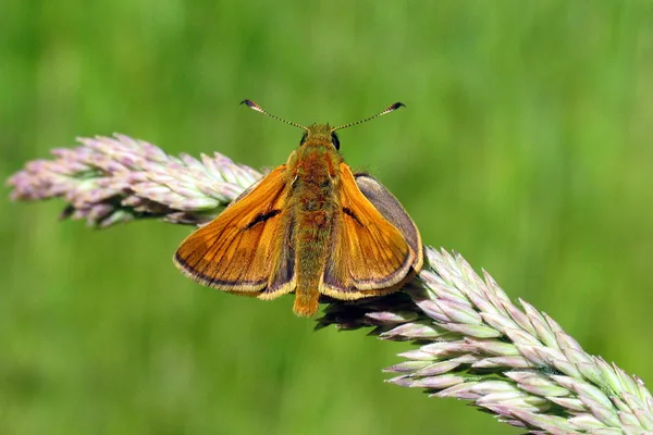 Viele Männchen haben Duftschuppen auf den Flügeln, die oft als schwarze Bereiche auf den Vorderflügeln zu sehen sind. Die Schuppen erzeugen Duftstoffe (Pheromone), um Weibchen anzulocken. Hier beim Rostfarbigen Dickkopffalter – als kurze Striche zu sehen