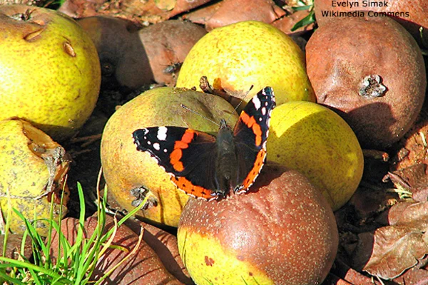 Bevor der Admiral im Herbst nach Süden zieht, tankt er auf, indem er große Mengen Zucker aufnimmt – oft aus Fallobst. Den Zucker wandelt er in Fett um, das pro Einheit doppelt so viel Energie enthält wie Zucker. Wenn er voll „aufgetankt“ ist, kann er bis zu 36 Stunden am Stück fliegen.