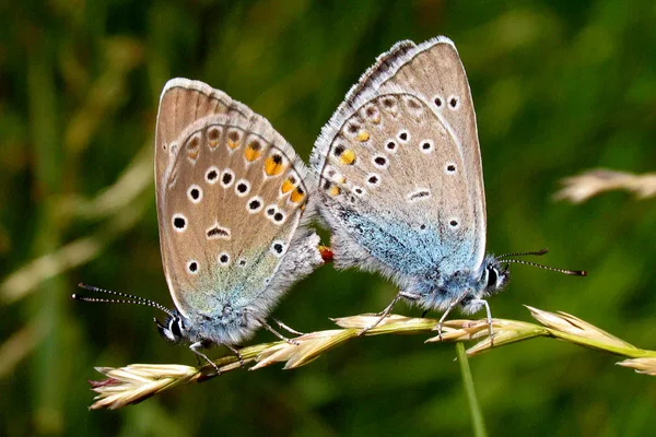 Vogelwicken-Bläuling – Paarung – Weibchen links