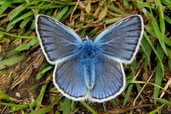 Vogelwicken-Bläuling