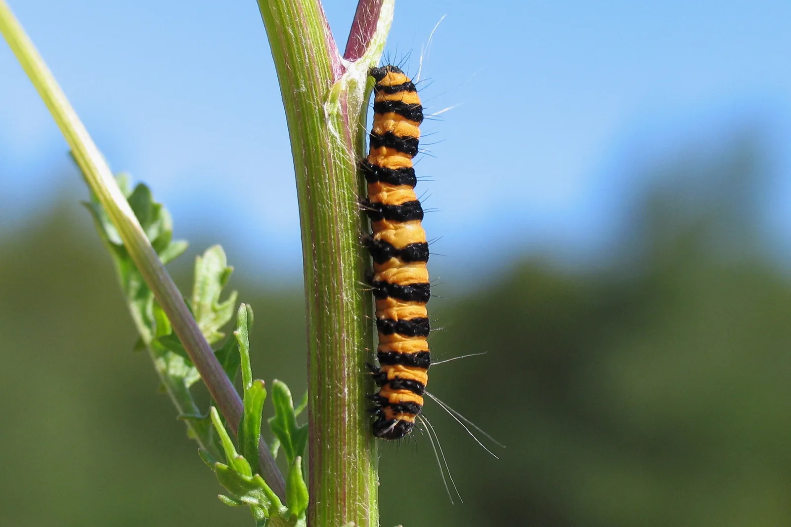 Bei kaltem und nassem Wetter kann sich die Raupe nicht verpuppen, denn dazu braucht sie Wärme. Zugleich ist sie anfällig für Krankheiten oder kann Vögeln und anderen Insekten zum Opfer fallen