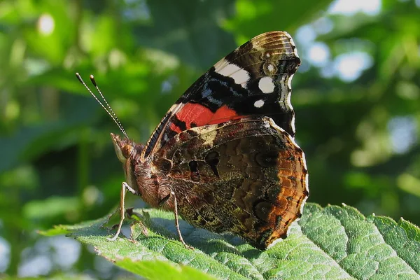 Ein langer, trockener Sommer (wie z. B. 2018) führte im Herbst zu weniger Admiralen (Bild), Kleinen Füchsen und Tagpfauenaugen, weil die Futterpflanze der Raupen, die Große Brennnessel, die Trockenheit nicht vertrug