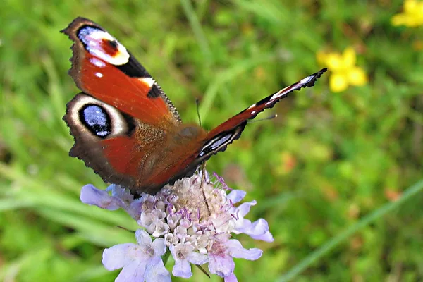 Ein langer, trockener Sommer dörrt magere Böden aus, wie z. B. den Deich bei Bøtø. Dann kommen weniger der größeren Schmetterlingsarten zu Besuch, z. B. das Tagpfauenauge, das sich andere, üppigere „Weidegründe“ sucht.