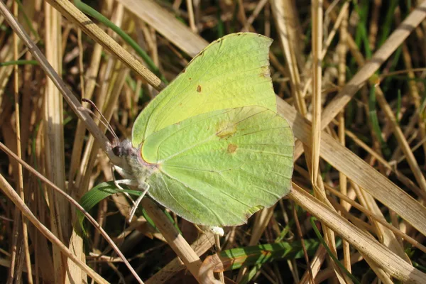 Not all species bask with their wings spread – the Brimstone, for example, does not