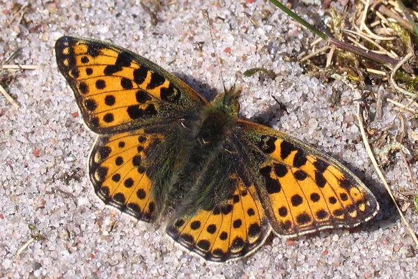 Queen of Spain Fritillary basking in the sand on the dike