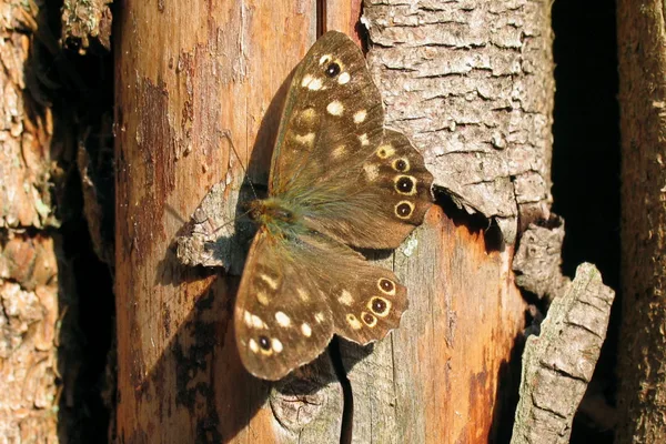 Speckled Wood basking on a rail fence