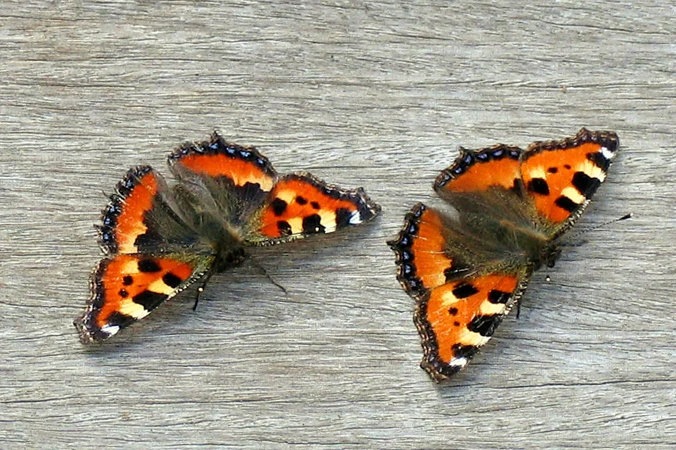 Small Tortoiseshell basking on a terrace