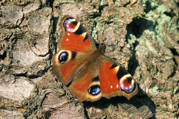 Peacock basking on a pine trunk