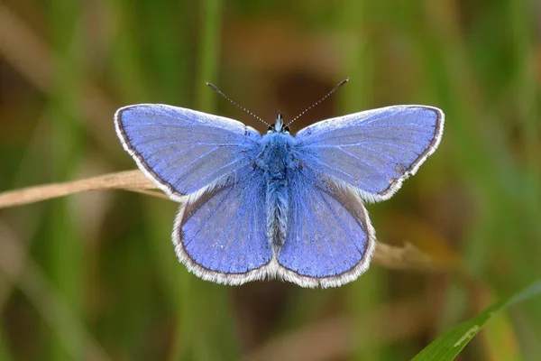 Da Körper und Flügelschuppen des Schmetterlings mit wasserabweisendem Wachs überzogen sind, kann er schon kurz nach dem Ende des Regens wieder fliegen. Er sitzt nur einen kleinen Moment mit ausgebreiteten Flügeln da, bevor er abhebt. Bild eines Hauhechel-Bläulings – Männchen