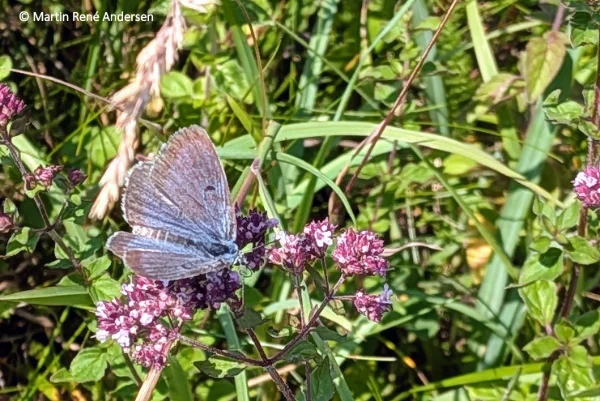 Seen on thyme at Høvblege in July