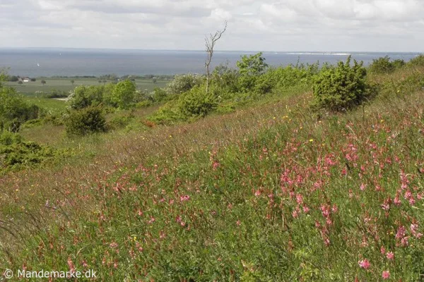 Høvblege grassland, which is owned by the state, is 
a chalky ridge south of Klinteskoven.
The land is unsuitable for cultivation because of 
the chalk, which lies right up at the surface, 
so it has been left as grazing land for over 100 years.
Besides the rare Large Blue and Transparent Burnet, several species of orchid, among other things, are found here.
