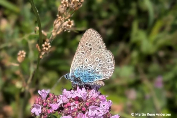 Seen on Thyme at Høvblege in July