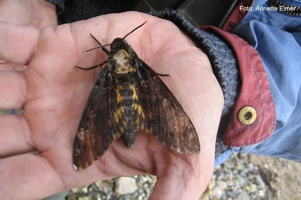 Totenkopfschwärmer (Acherontia atropos). Nachtfalter. Dieses Exemplar wurde auf Fur gefunden.