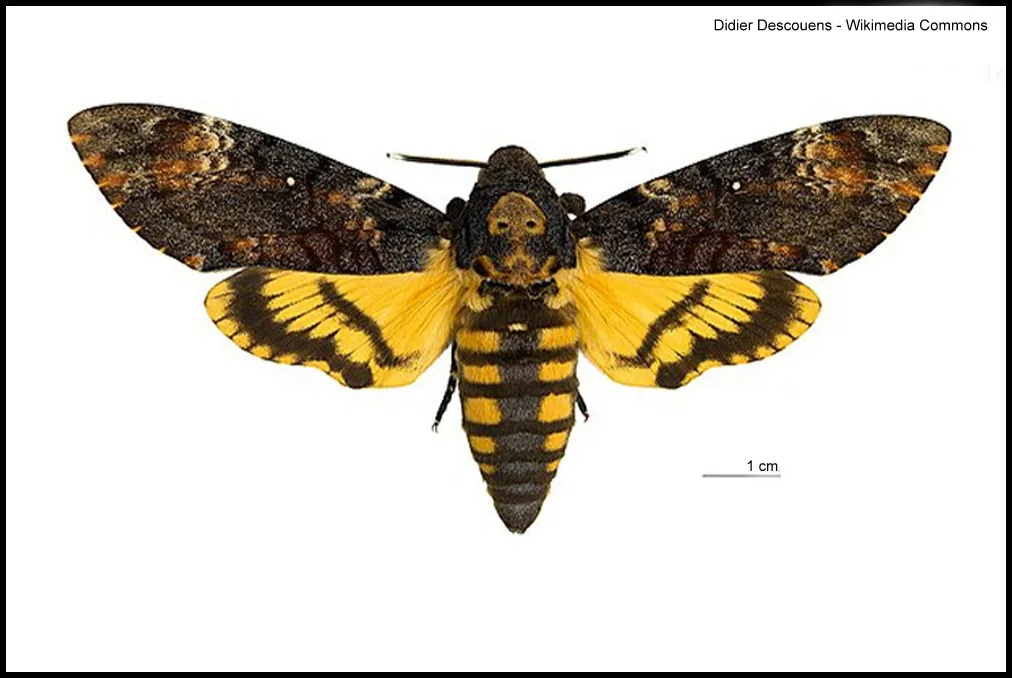 Totenkopfschwärmer (Acherontia atropos). Nachtfalter