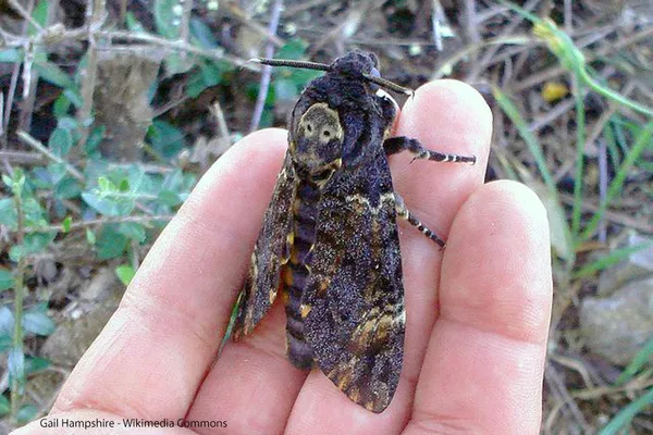 Totenkopfschwärmer (Acherontia atropos). Nachtfalter