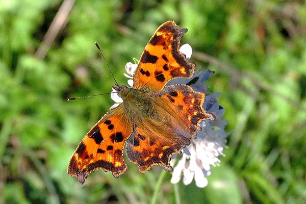 C-Falter – überwintert als erwachsener Falter in hohlen Bäumen, zwischen welken Blättern oder in dichter Vegetation.