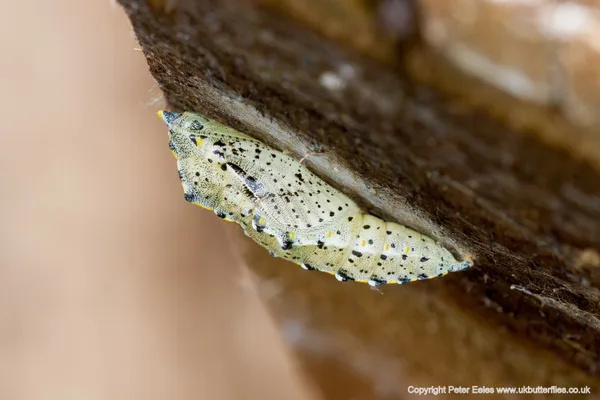 Kohlweißlinge überwintern als Puppe an trockenen Stellen, etwa an Gebäuden und unter Vordächern. Foto: Großer Kohlweißling