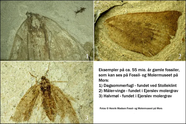 Funde, die im Fossil- og Molermuseet auf Mors zu sehen sind