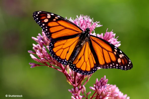 Der Monarchfalter (Danaus plexippus) ist der Schmetterling, der die längste Reise der Welt unternimmt. Jeden Herbst fliegt der nordamerikanische Monarchfalter bis zu 4.500 km aus dem Süden Kanadas in die Berge Mexikos. Die Reise dauert je nach Wetter 6 Wochen bis 2 Monate. Nach der Überwinterung geht es wieder nach Norden, allerdings nicht direkt, sondern in Etappen. Unterwegs übernehmen neue Generationen den Staffelstab, und es braucht 3–5 kurzlebige Generationen, bis das Reiseziel erreicht ist. Die letzte nördliche Generation (die sogenannte Supergeneration) übernimmt die lange, direkte Reise zurück ins südliche Überwinterungsgebiet.
