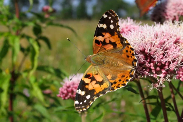 Der Distelfalter (Vanessa cardui) ist der am weitesten verbreitete Schmetterling der Welt. Nur in Südamerika und in der Antarktis fehlt er. Er soll auch der am höchsten fliegende sein, denn er wurde in 3.050 Metern Höhe gesehen. Zieht (migriert) jedes Jahr von Nordafrika durch Europa nach Norden – sogar bis hinauf zum Polarkreis. Fachleute diskutieren regelmäßig, ob der Distelfalter tatsächlich eine längere Zugroute hat als der nordamerikanische Monarchfalter, der bisher den offiziellen Rekord hielt.