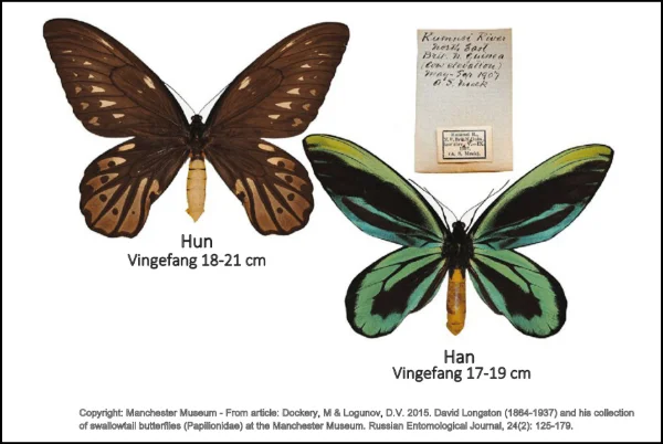 Der Königin-Alexandra-Vogelfalter ist der größte Tagfalter der Welt mit einer Flügelspannweite von bis zu 21 cm. Er lebt im Regenwald von Papua-Neuguinea. Das Foto zeigt Exemplare, die 1907 von Albert S. Meek gefangen wurden und im Manchester Museum zu sehen sind. Der Schmetterling ist nach der englischen Königin Alexandra benannt, die gebürtige Dänin war.