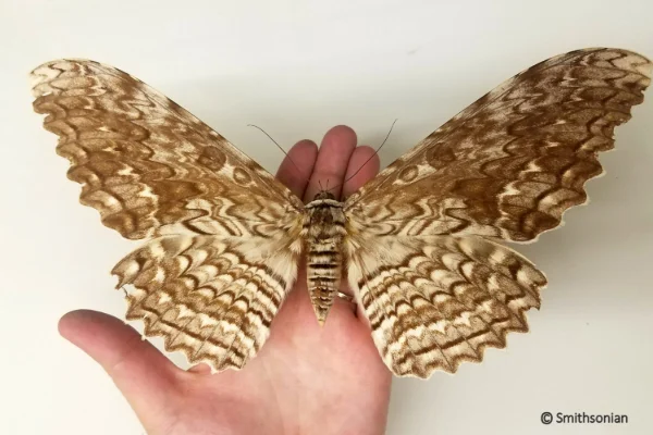 Der Atlasspinner ist offiziell der größte Nachtfalter der Welt, aber die südamerikanische Weiße Hexe hat tatsächlich die größte Flügelspannweite der Welt, die über 30 cm erreichen kann. Der Atlasspinner gewinnt den Titel jedoch wegen der größten Flügelfläche.