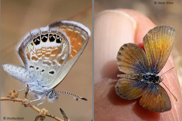 Der Westliche Pygmäenbläuling ist vielleicht der kleinste Tagfalter der Welt – so groß wie ein Fingernagel und mit einer Flügelspannweite von nur 13–20 mm. Lebt in der Wüste und anderen öden Gebieten im südlichen Nordamerika, auf Hawaii und im Nahen Osten. Ein weiterer Anwärter auf den Titel ist ein anderer Bläuling (Micropsyche ariana), der sehr selten ist und nur in Afghanistan lebt (nicht auf dem Foto zu sehen)