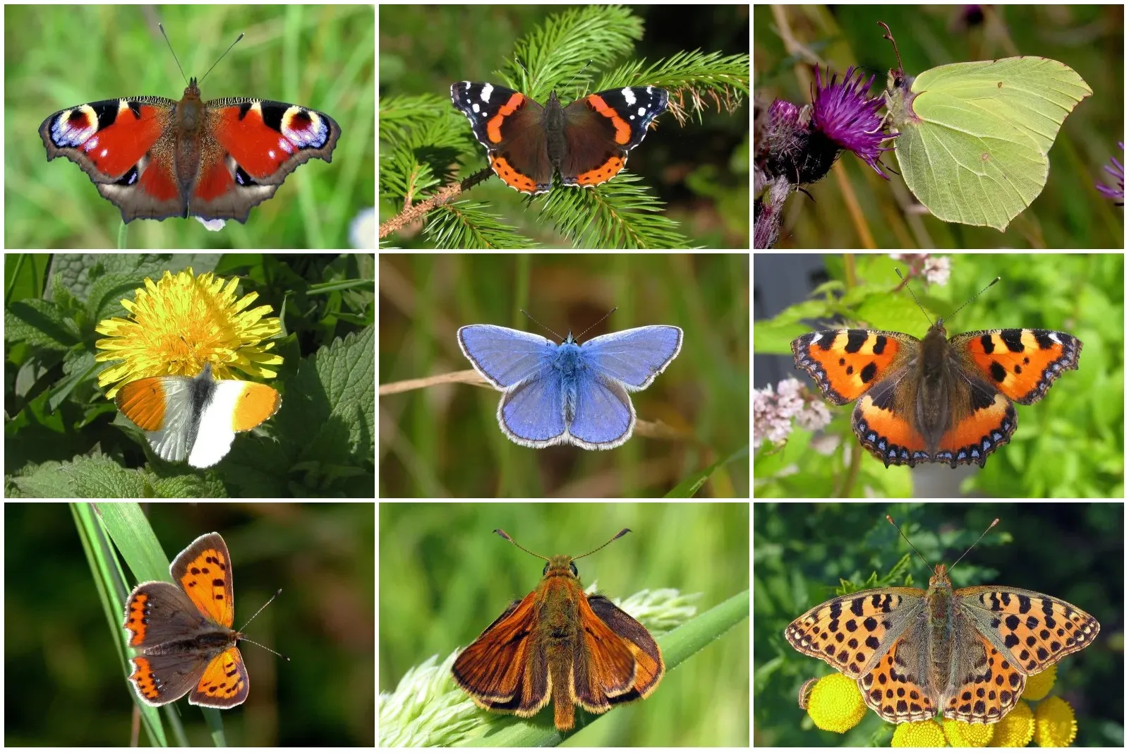 Eine Auswahl dänischer Tagfalter: Tagpfauenauge, Admiral, Zitronenfalter, Aurorafalter, Hauhechel-Bläuling, Kleiner Fuchs, Kleiner Feuerfalter, Rostfarbiger Dickkopffalter und Kleiner Perlmutterfalter