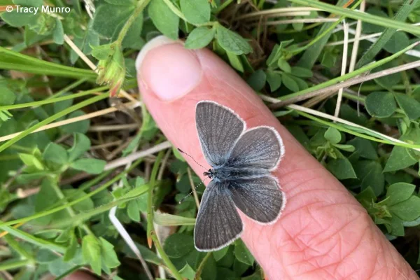 Zwergbläuling (Cupido minimus)