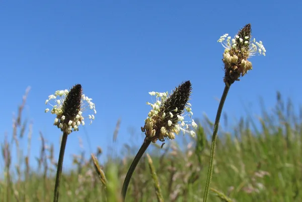 Spitzwegerich wächst an den Böschungen des Deichs – gesehen im Mai