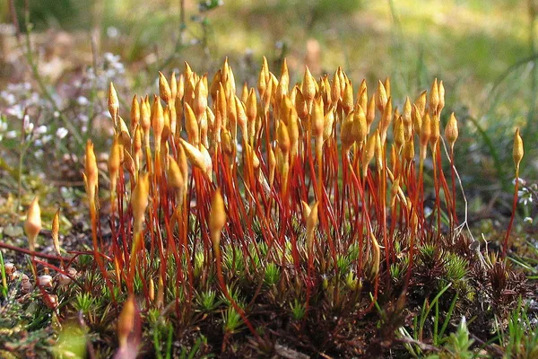 Das Moos Wacholder-Widertonmoos – ein farbenfroher Frühlingsbote auf dem Deich – gesehen Anfang April