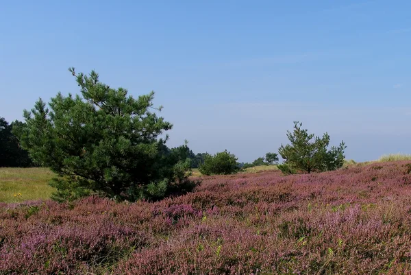 Heidekraut auf dem Deich in Blüte im August