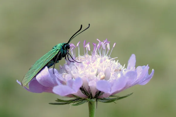 Die Acker-Witwenblume auf dem Deich lockt viele verschiedene Schmetterlinge an – hier ein Ampfer-Grünwidderchen