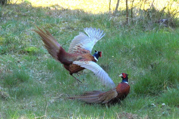 Fasanen – Hähne – April – streiten im Ferienhausgebiet um ihr Revier