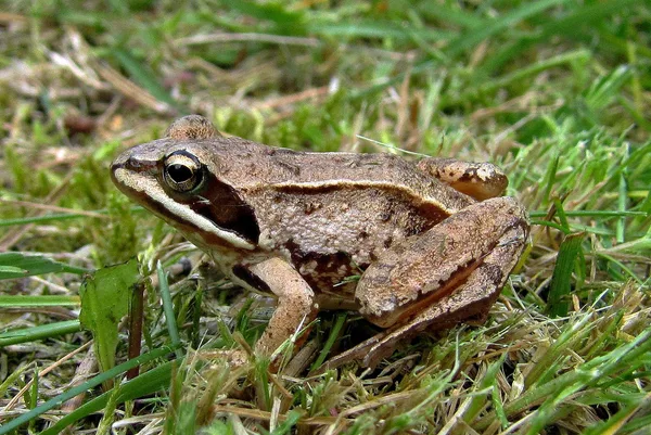 Moorfrosch – an den feuchten Stellen des Waldes zu sehen – gesehen im Mai
