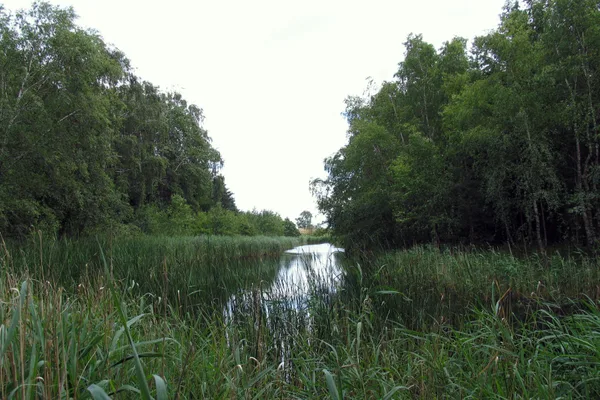 Der Waldsee Fårevasken (entstanden beim Deichbruch 1872) – vor der Abholzung – der Deich im Hintergrund